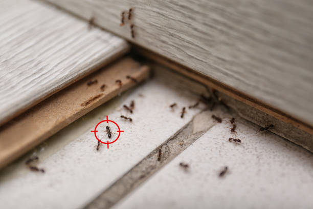Best Affordable Pest Control Services  in Genoa, IL
